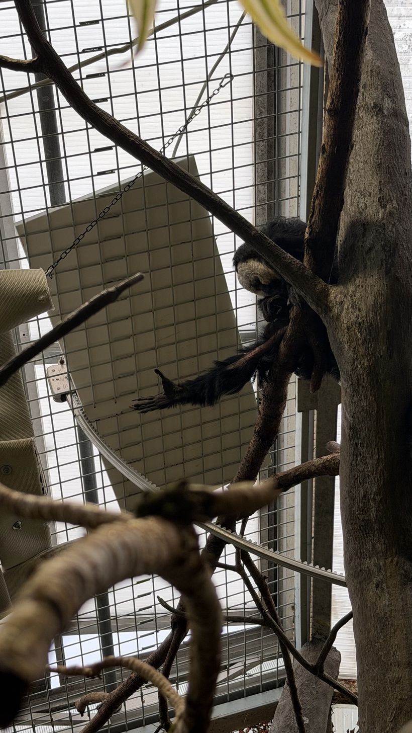 Primat vid en upphängd panel